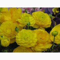 Продам замечательные цветы Лютики и много других растений (опт от 1000 грн)