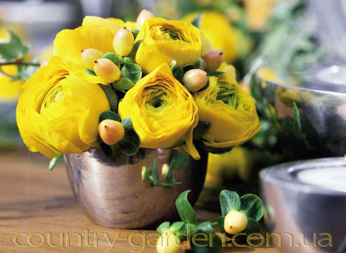 Фото 16. Продам замечательные цветы Лютики и много других растений (опт от 1000 грн)
