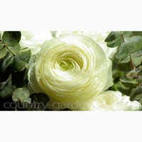 Продам замечательные цветы Лютики и много других растений (опт от 1000 грн)