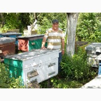 Продам пчелы, 4 семьи, возможно с ульями, 3-х рамочная медогонка