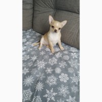 Продам супер redwhite щенка чихуахуа
