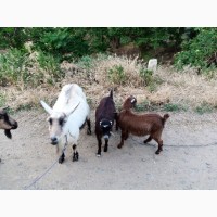Продам козу и двух козлят