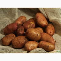 Продам картофель посадочный, семенной материал, Тирас, картошка.