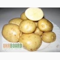 Молодая картошка Ривьера 3,8 грн