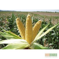 Кукуруза Бондюэль 1,5 грн/качан с поля