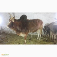 Продам карликовую корову Зебу