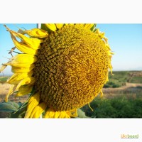 Семена подсолнечника Украинское солнышко