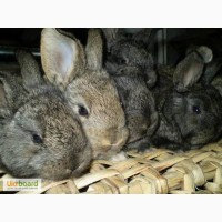 Продам кроликів порід каліфорнійський, фландр і сріблястий