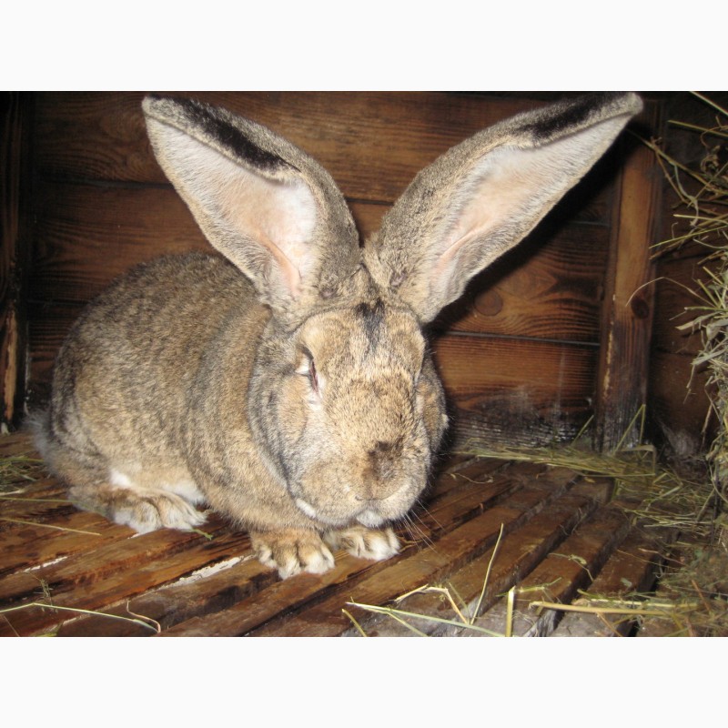 Фото 2. Продам породистих кроликов