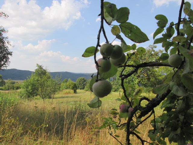 Фото 9. Сок яблочный домашний с горного сада Карпат