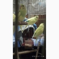Теплое и красивое чириканье молодых самочек попугайчиков
