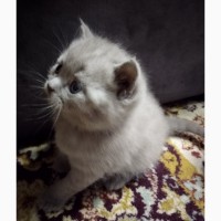 Плюшевые шотландские котята Scottish fold, Scottish straight