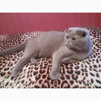 Плюшевые шотландские котята Scottish fold, Scottish straight