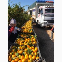 Фото 3. Мандарины, апельсины, лимоны___ ОПТ не дорого__в Турции