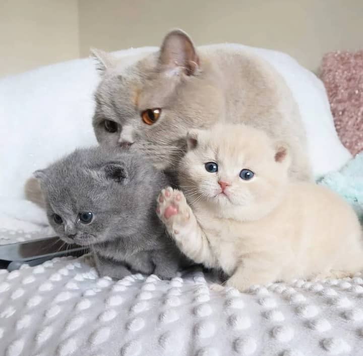 Фото 1/1. Beautiful British shorthair kittens