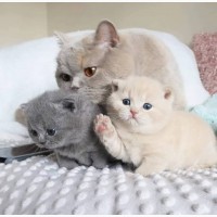 Beautiful British shorthair kittens