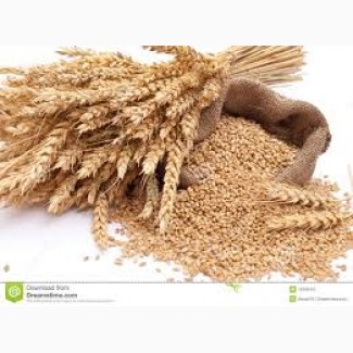 Куплю пшеницу, возможен самовывоз