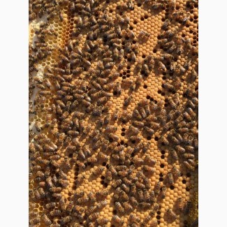 Бджоломатки бакфаст 2024