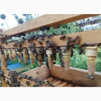 Бджоломатки бакфаст 2024