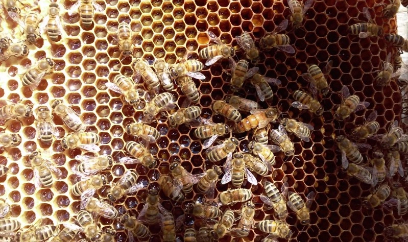 Фото 3. Бджоломатки бакфаст 2024