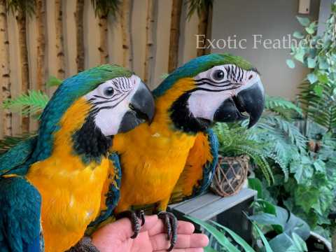 Фото 1/2. Выращенные вручную голубые и золотые попугаи ара на продажу