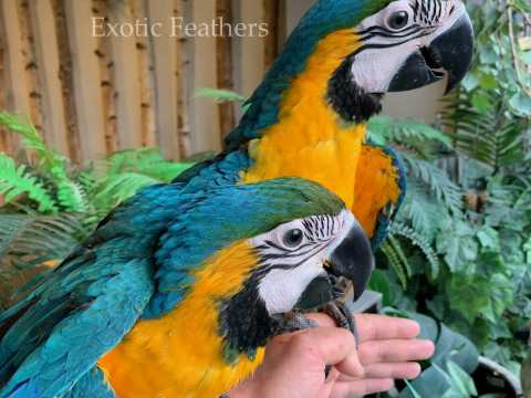 Фото 2/2. Выращенные вручную голубые и золотые попугаи ара на продажу