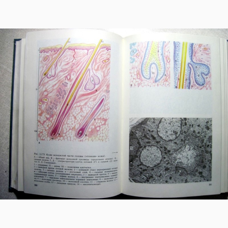 Фото 4. Гистология цитология и эмбриология Атлас Учебное пособие 1996 самостоятельного изучения