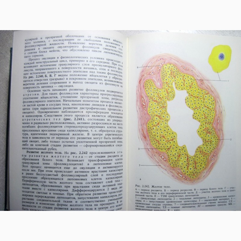 Фото 8. Гистология цитология и эмбриология Атлас Учебное пособие 1996 самостоятельного изучения