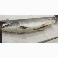 Норвежский лосось, премиум. Большой размер, 6-7 кг. Прямые оптовые поставки