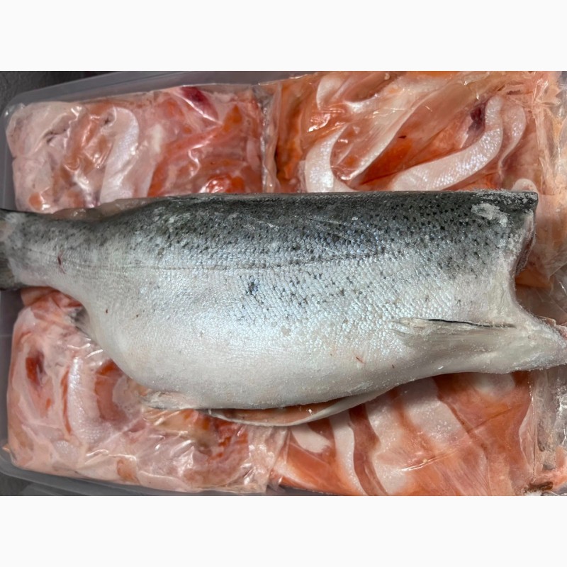 Фото 4. Норвежский лосось, премиум. Большой размер, 6-7 кг. Прямые оптовые поставки