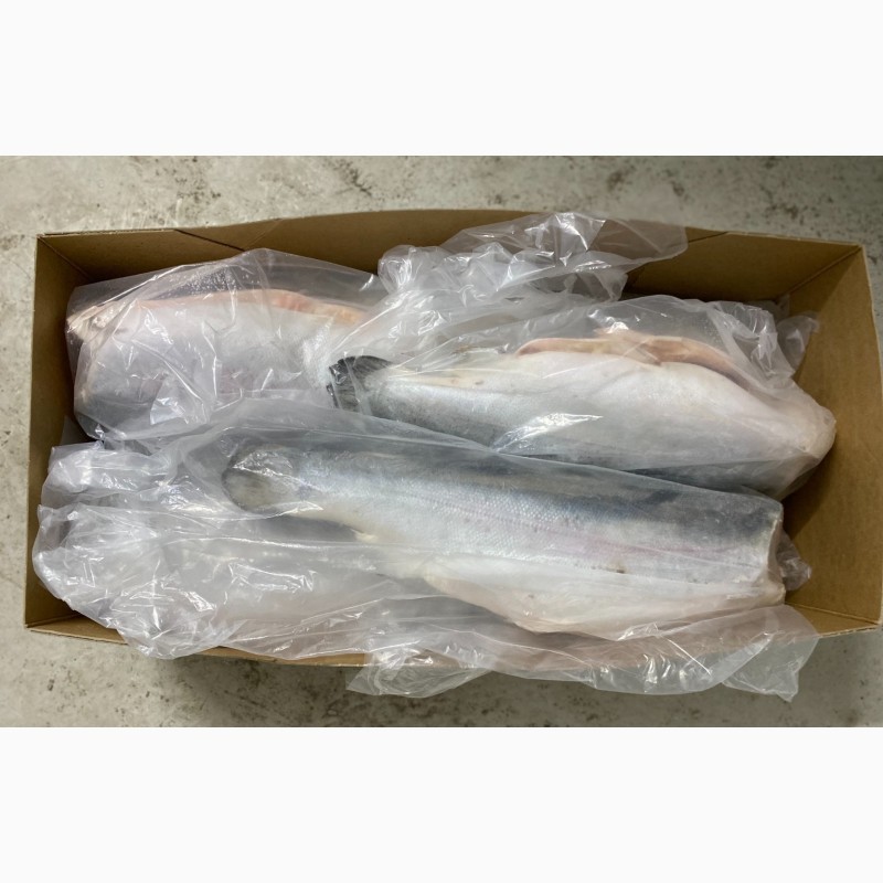 Фото 5. Норвежский лосось, премиум. Большой размер, 6-7 кг. Прямые оптовые поставки