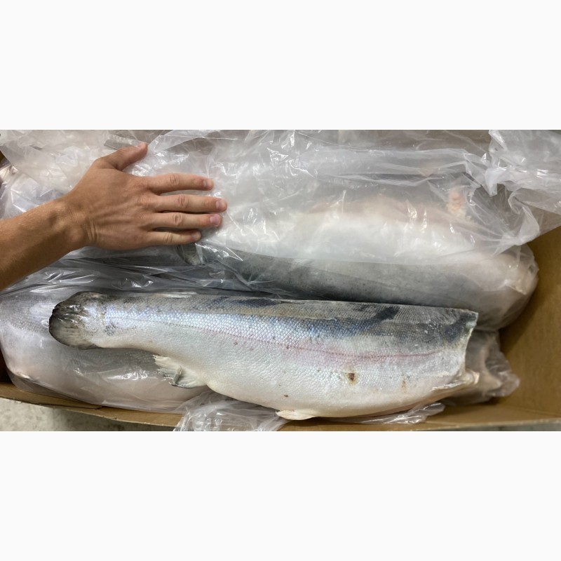 Фото 8. Норвежский лосось, премиум. Большой размер, 6-7 кг. Прямые оптовые поставки
