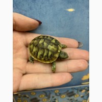 Сухопутна маленька Балканська черепаха