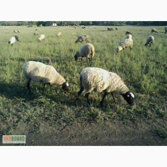 Продаю овец романовскойпороды