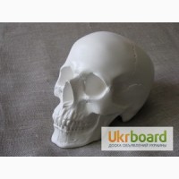 Продам гіпсову модель черепа людини за хорошою ціною