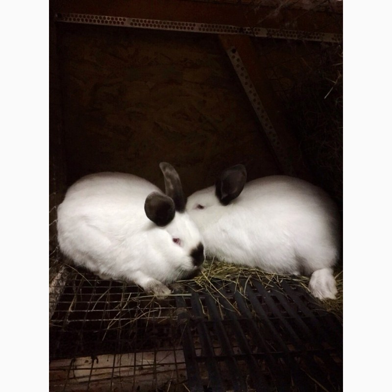 Продам порісні самки кроликів каліфорнії