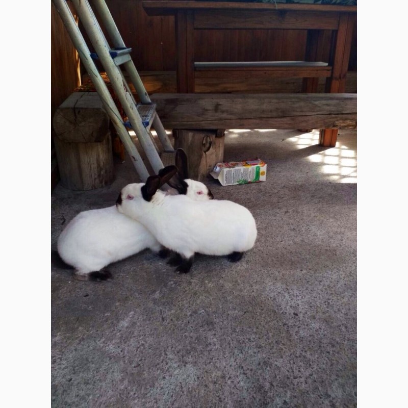 Фото 2. Продам порісні самки кроликів каліфорнії