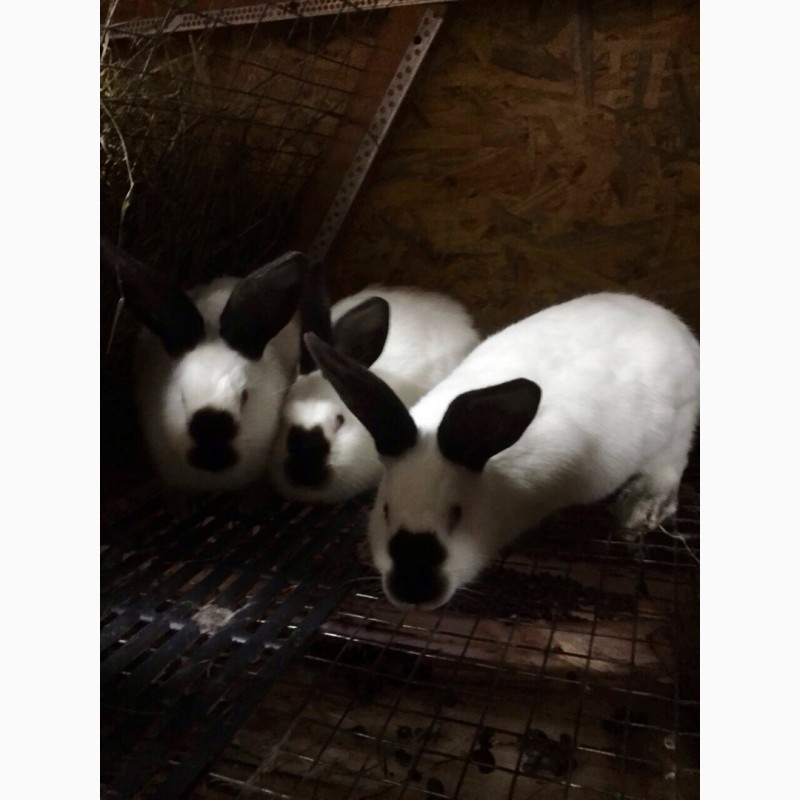 Фото 3/3. Продам порісні самки кроликів каліфорнії