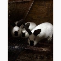 Продам порісні самки кроликів каліфорнії