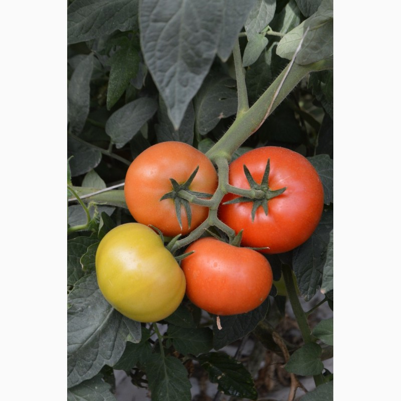 Фото 3. Продам помидоры, купить помидоры тепличные, помидоры свежие, тепличные помидоры