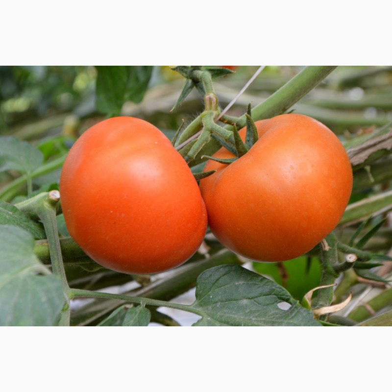 Фото 4. Продам помидоры, купить помидоры тепличные, помидоры свежие, тепличные помидоры