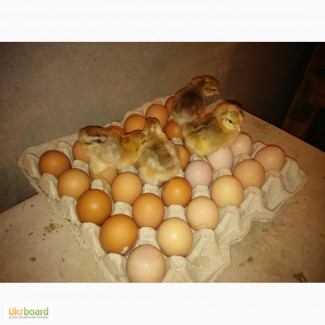 Продам инкубационное яйцо