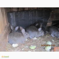 Продам кролики
