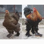 Продам цыплят брама светлая и куропатчатая, кокинхин черный, орпингтон палевый