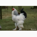 Продам цыплят брама светлая и куропатчатая, кокинхин черный, орпингтон палевый