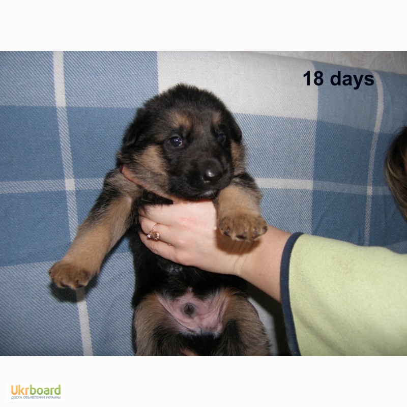 Фото 2. Мальчик - щенок немецкой овчарки Шоу-класса