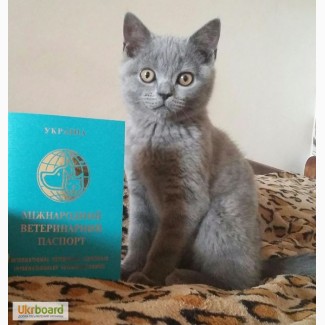 Клубный котенок породы Scottish Straight, 3 мес, с международным паспортом, Киев