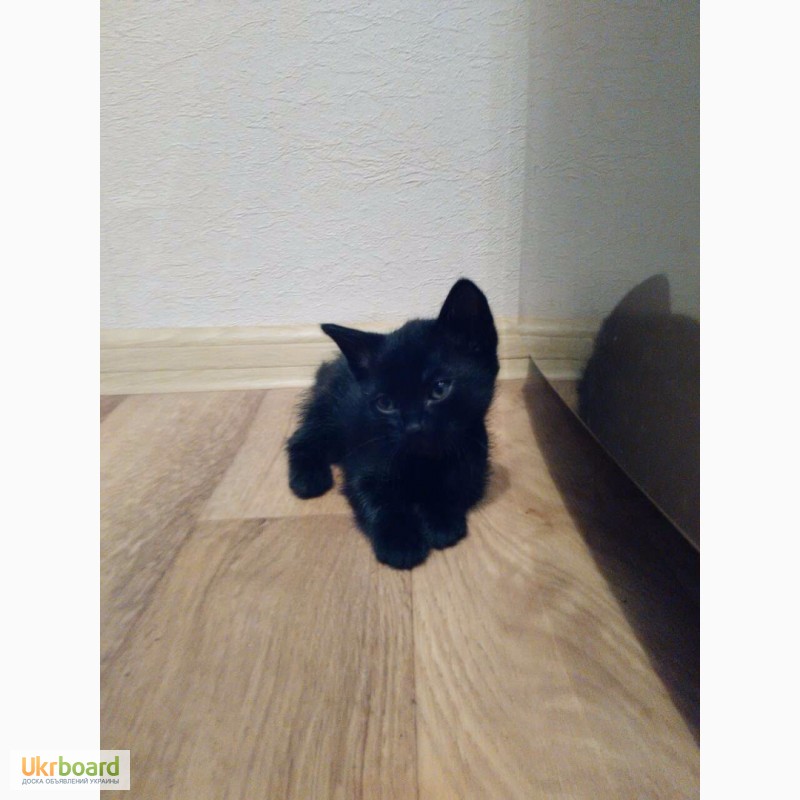 Фото 4. Черные котята
