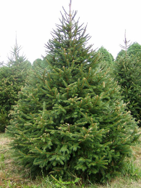 Пушистая ароматная живая новогодняя елка 1, 5-4м +бесплатная доставка Для орг-ций част лиц