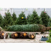 Пушистая ароматная живая новогодняя елка 1, 5-4м +бесплатная доставка Для орг-ций част лиц